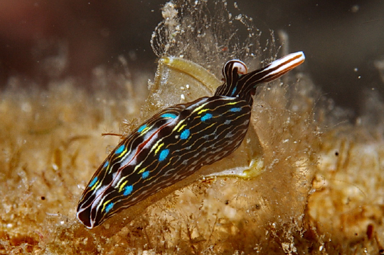  Thuridilla gracilis (Sea Slug)